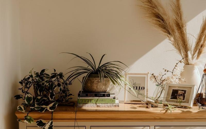 a plant on a table