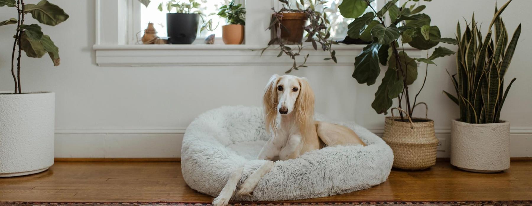 large dog sits in its bed under a windowsill full of potted plants